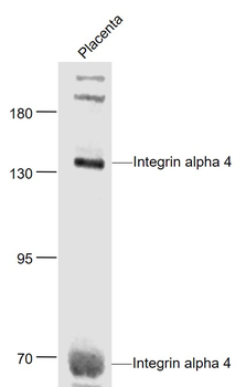 Integrin alpha 4 Rabbit Polyclonal Antibody
