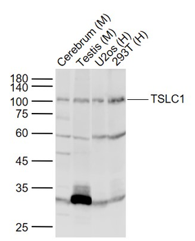 TSLC1 Rabbit Polyclonal Antibody