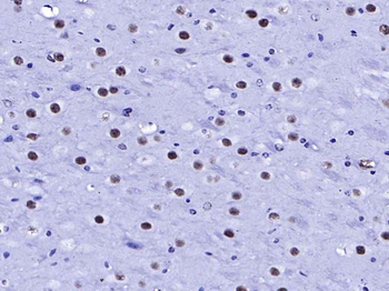 AffiniPure Goat Anti-Rabbit IgG H&L, HRP conjugated