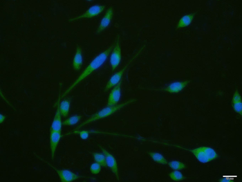 Phospho-GEF H1 (Ser886) Rabbit Polyclonal Antibody