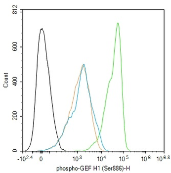 Phospho-GEF H1 (Ser886) Rabbit Polyclonal Antibody