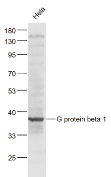 G protein beta 1 Rabbit Polyclonal Antibody