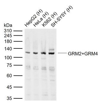 GRM2+GRM4 Rabbit Polyclonal Antibody