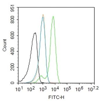 PAX6 Rabbit Polyclonal Antibody