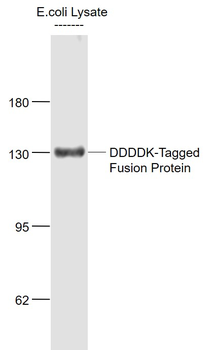 FLAG Tag (CT) Rabbit Polyclonal Antibody