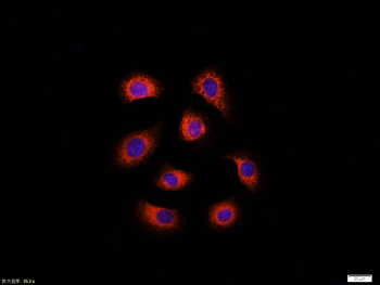 GRP78/Bip Mouse Monoclonal Antibody