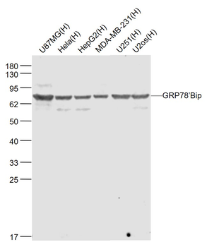 GRP78/Bip Mouse Monoclonal Antibody