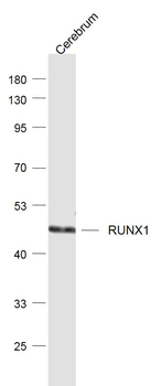 RUNX1 Rabbit Polyclonal Antibody