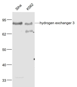 Hydrogen exchanger 3 Rabbit Polyclonal Antibody