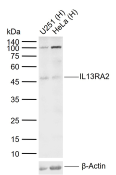 IL13RA2 Rabbit Polyclonal Antibody