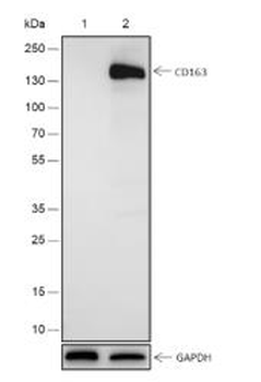 CD163 Recombinant Rabbit Monoclonal Antibody