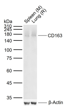 CD163 Recombinant Rabbit Monoclonal Antibody