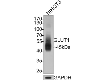 GLUT1 Recombinant Rabbit Monoclonal Antibody