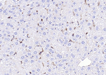GLUT1 Recombinant Rabbit Monoclonal Antibody