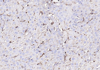 GLUT1 Recombinant Rabbit Monoclonal Antibody