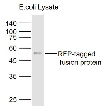 RFP Recombinant Rabbit Monoclonal Antibody