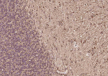 Tubulin beta-III Recombinant Rabbit Monoclonal Antibody