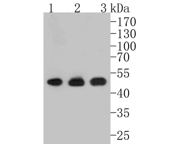 ETS1 Recombinant Rabbit Monoclonal Antibody