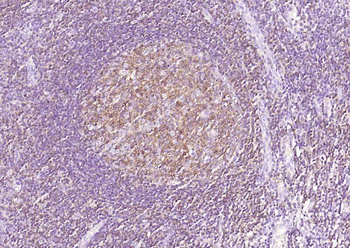 CD4 Recombinant Rabbit Monoclonal Antibody