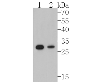 NQO1 Recombinant Rabbit Monoclonal Antibody