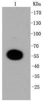 DUSP6 Recombinant Rabbit Monoclonal Antibody