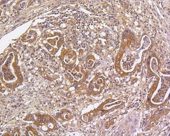 DUSP6 Recombinant Rabbit Monoclonal Antibody