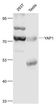 YAP1 Rabbit Polyclonal Antibody