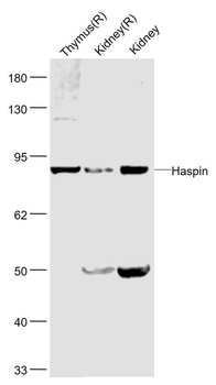 Haspin Rabbit Polyclonal Antibody