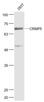CRMP5 Rabbit Polyclonal Antibody
