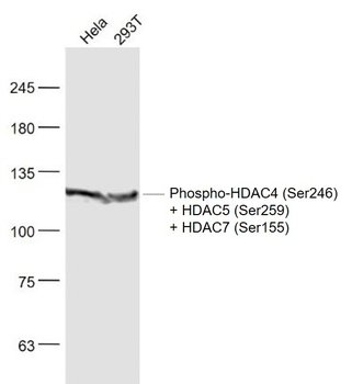 Phospho-HDAC4 (Ser246) + HDAC5 (Ser259) + HDAC7 (Ser155) Rabbit Polyclonal Antibody