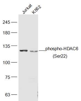 Phospho-HDAC6 (Ser22) Rabbit Polyclonal Antibody