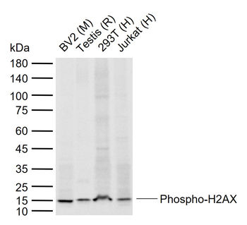 Phospho-H2AX (Ser139) Rabbit Polyclonal Antibody