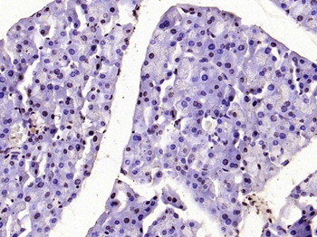 Histone H3 (tri methyl K36) Rabbit Polyclonal Antibody