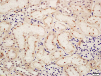 Histone H3 (tri methyl K36) Rabbit Polyclonal Antibody