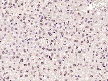 Histone H3 (Di Methyl K36) Rabbit Polyclonal Antibody