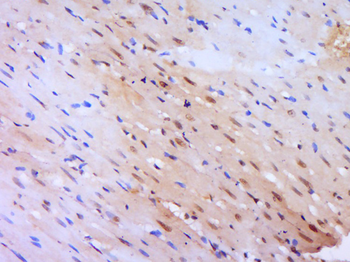 Histone H3 (Di Methyl K36) Rabbit Polyclonal Antibody