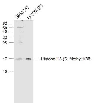 Histone H3 (Di Methyl K36) Rabbit Polyclonal Antibody