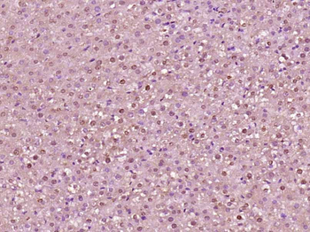 Histone H3 (Acetyl K23) Rabbit Polyclonal Antibody