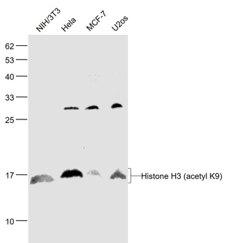 Histone H3 (acetyl K9) Rabbit Polyclonal Antibody