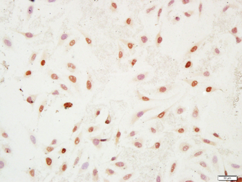 Histone H4 (Acetyl K12) Rabbit Polyclonal Antibody