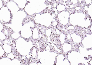 Histone H4 (Acetyl K12) Rabbit Polyclonal Antibody