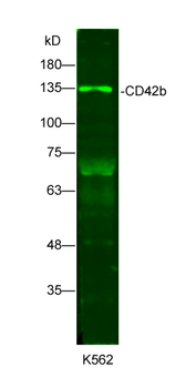 GP1BA Rabbit Polyclonal Antibody