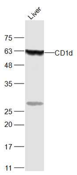 CD1d Rabbit Polyclonal Antibody