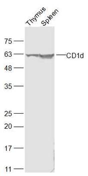 CD1d Rabbit Polyclonal Antibody