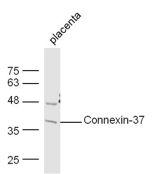 Connexin-37 Rabbit Polyclonal Antibody