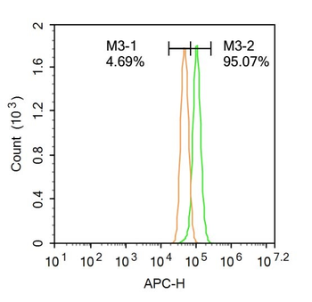 Phospho-HMGCR (Ser872) Rabbit Polyclonal Antibody