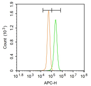 Phospho-HMGCR (Ser872) Rabbit Polyclonal Antibody