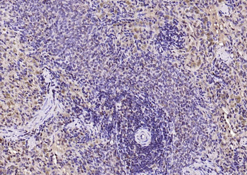 IL33 Rabbit Polyclonal Antibody