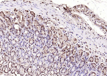 IL33 Rabbit Polyclonal Antibody