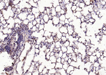 IL33 Rabbit Polyclonal Antibody